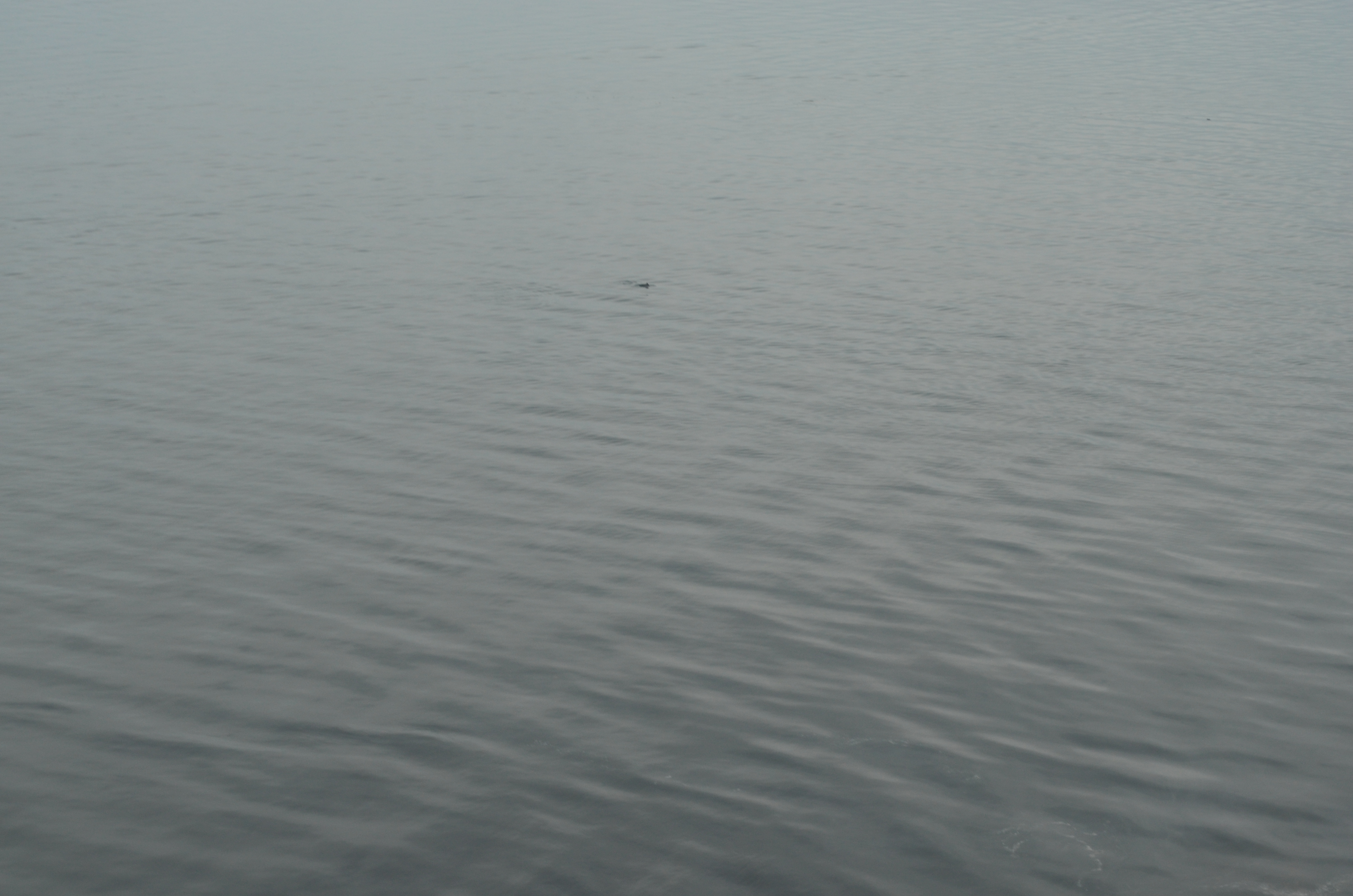 ./2017/08 - Alaska Cruise/10 - Icy Strait Point/DSC_0158.JPG